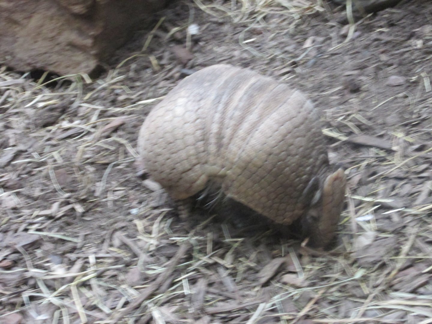 La Plata 3 banded armadillo