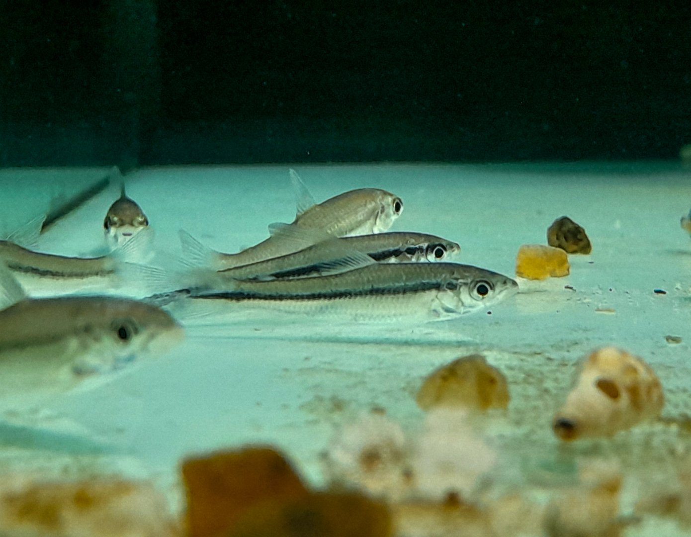 La Plata Algae-eating Tetra (Apareiodon affinis)