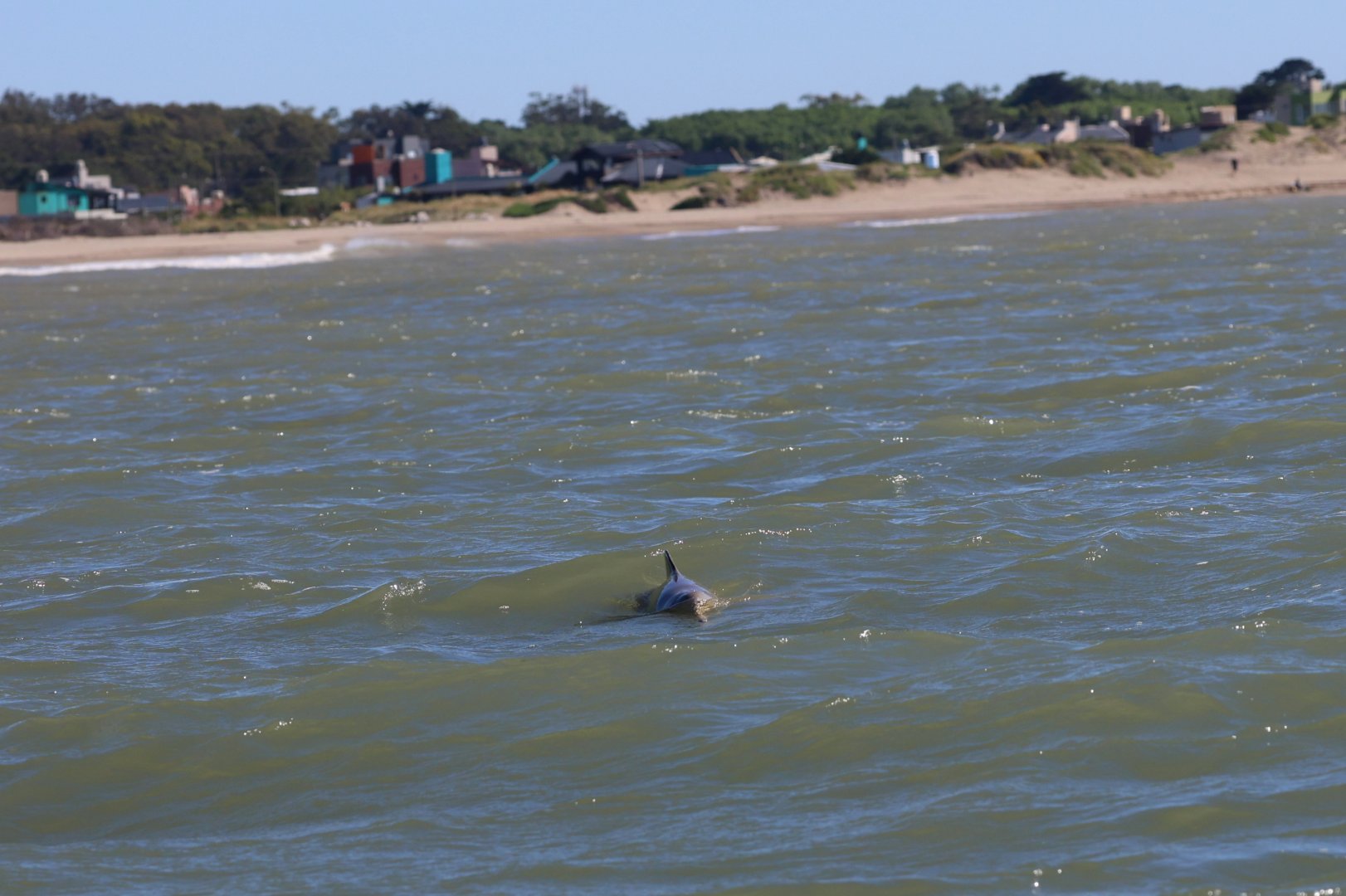 La Plata dolphin or franciscana (Pontoporia blainvillei)