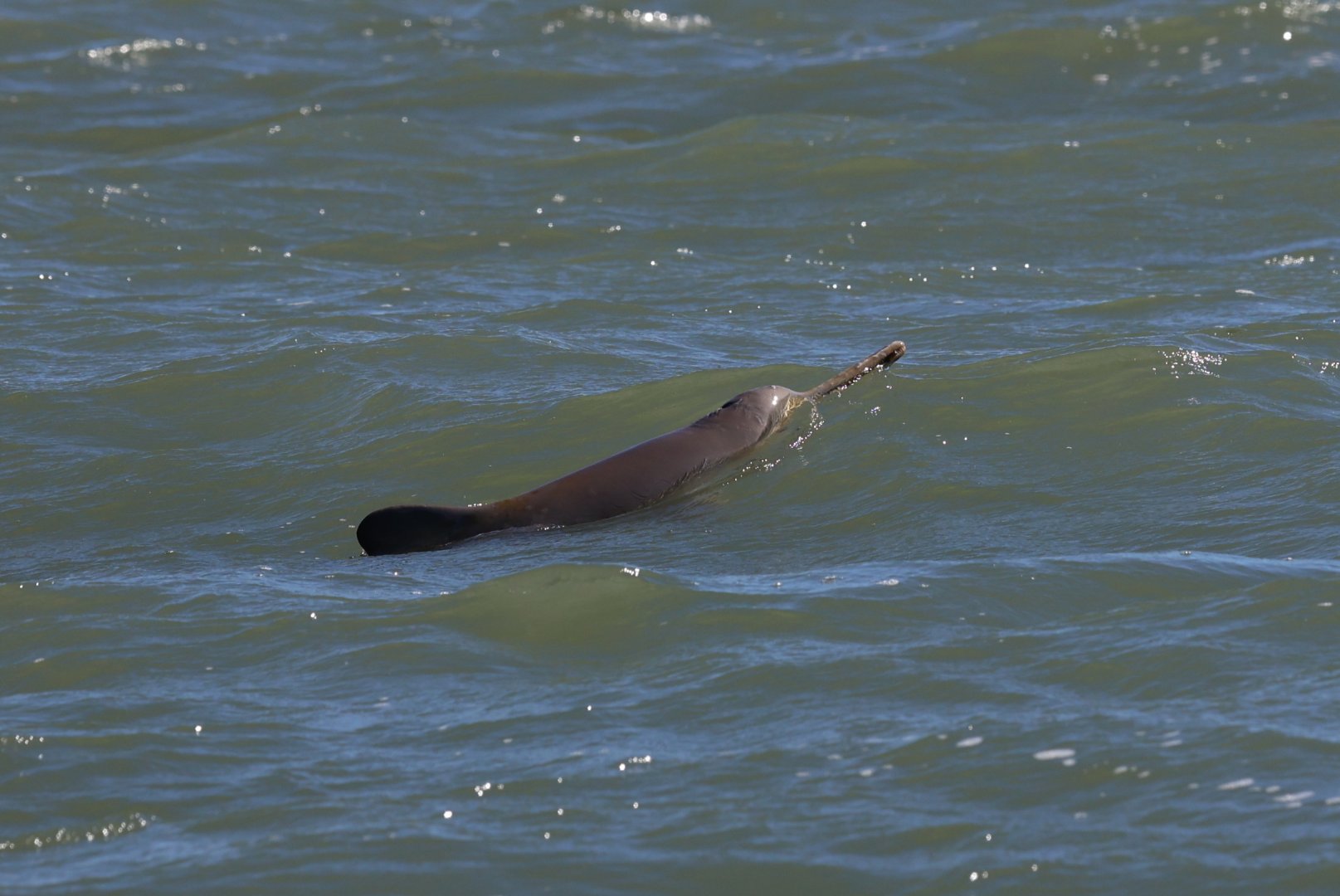La Plata dolphin or franciscana (Pontoporia blainvillei)