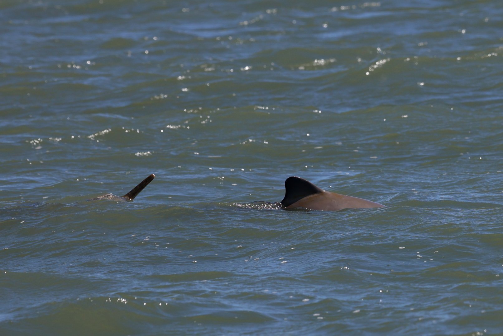 La Plata dolphins or franciscanas (Pontoporia blainvillei)