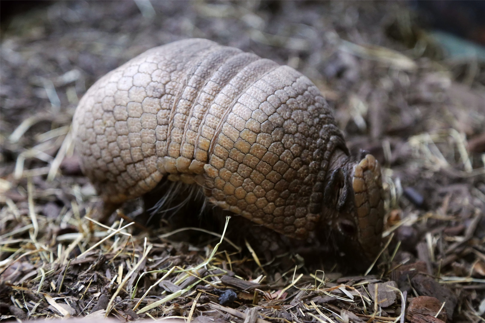 La Plata Three-banded Armadillo