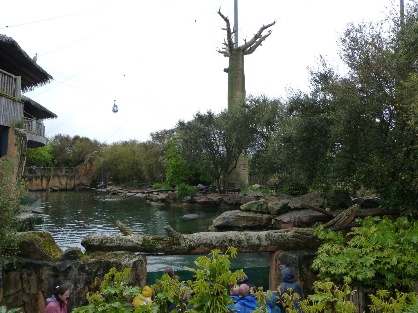 "La Réserve des Hippopotames" view -ZooParc de Beauval (2025)