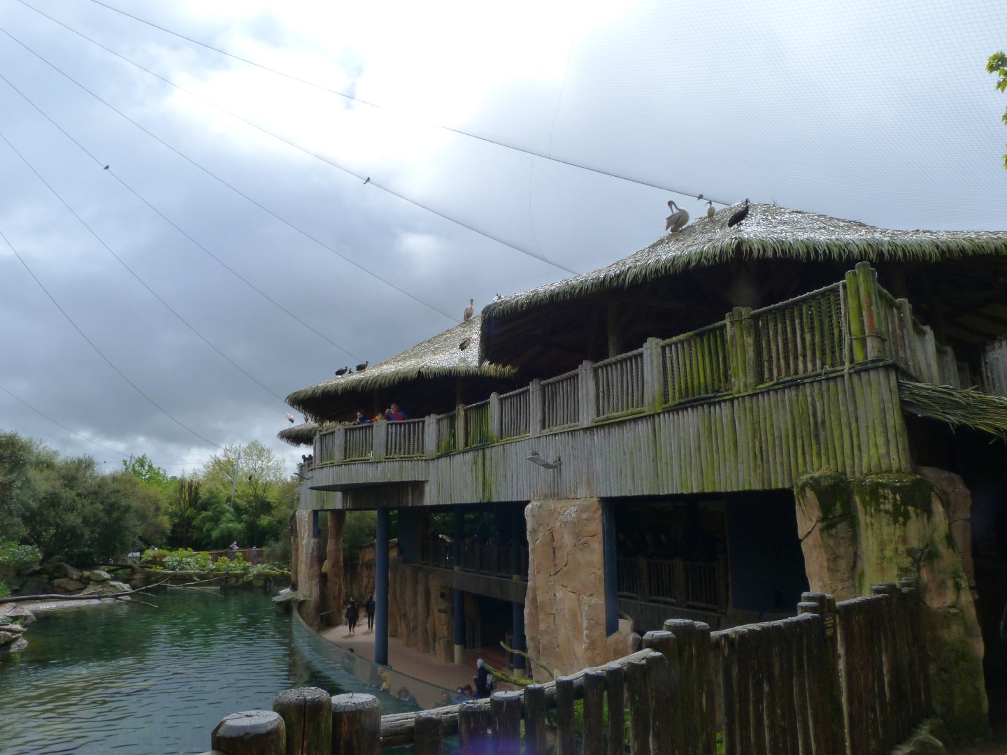 "La Réserve des Hippopotames" view -ZooParc de Beauval (2025)