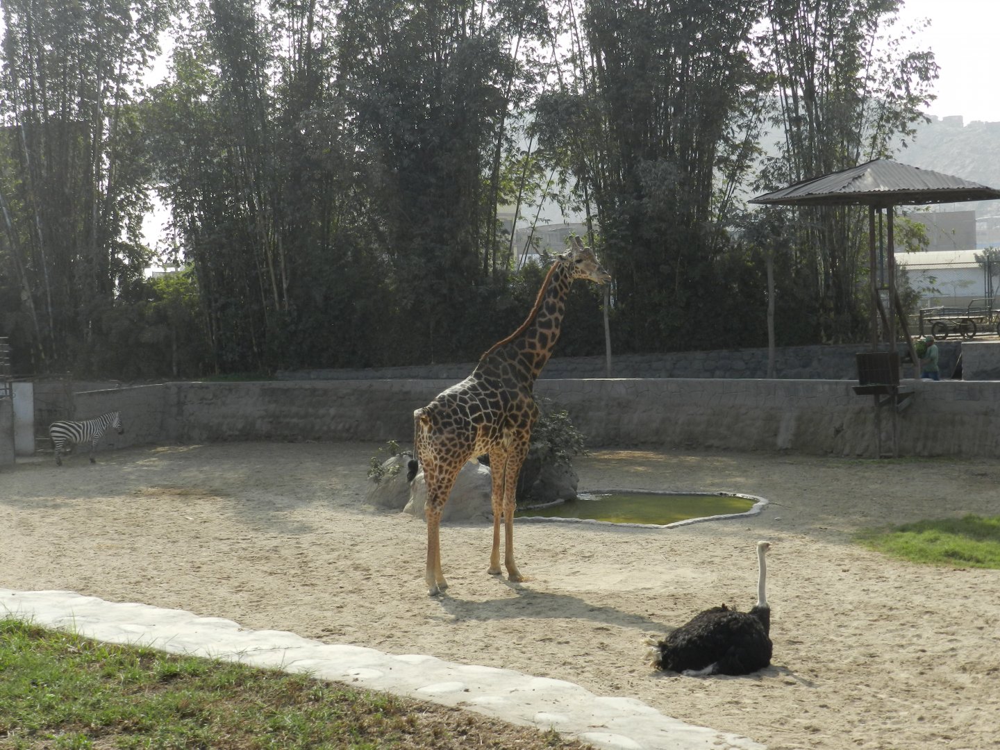"La sabana" exhibit - Parque Zoológico Huachipa