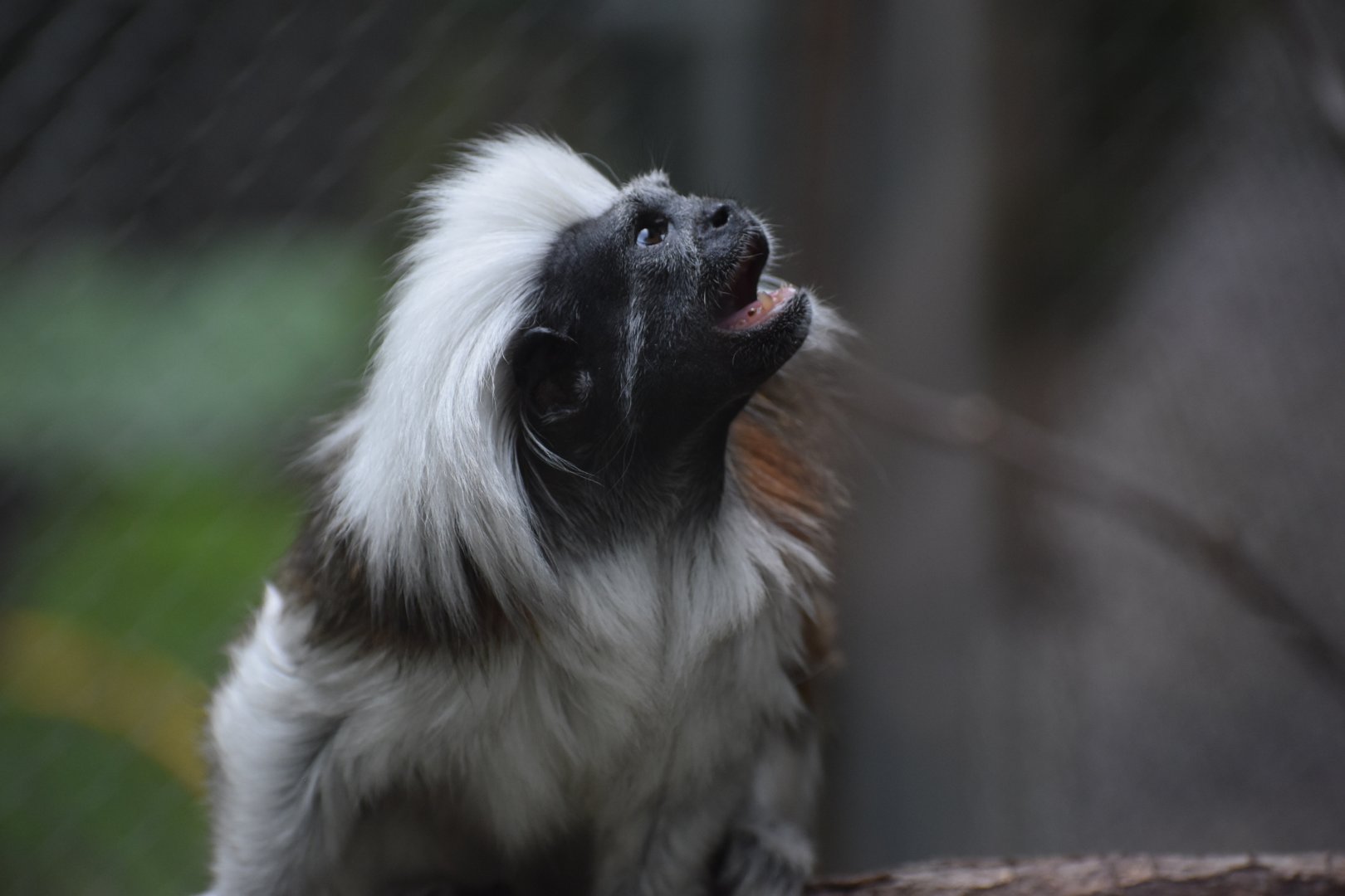 La Selva Amazonica - Cotton-top Tamarin