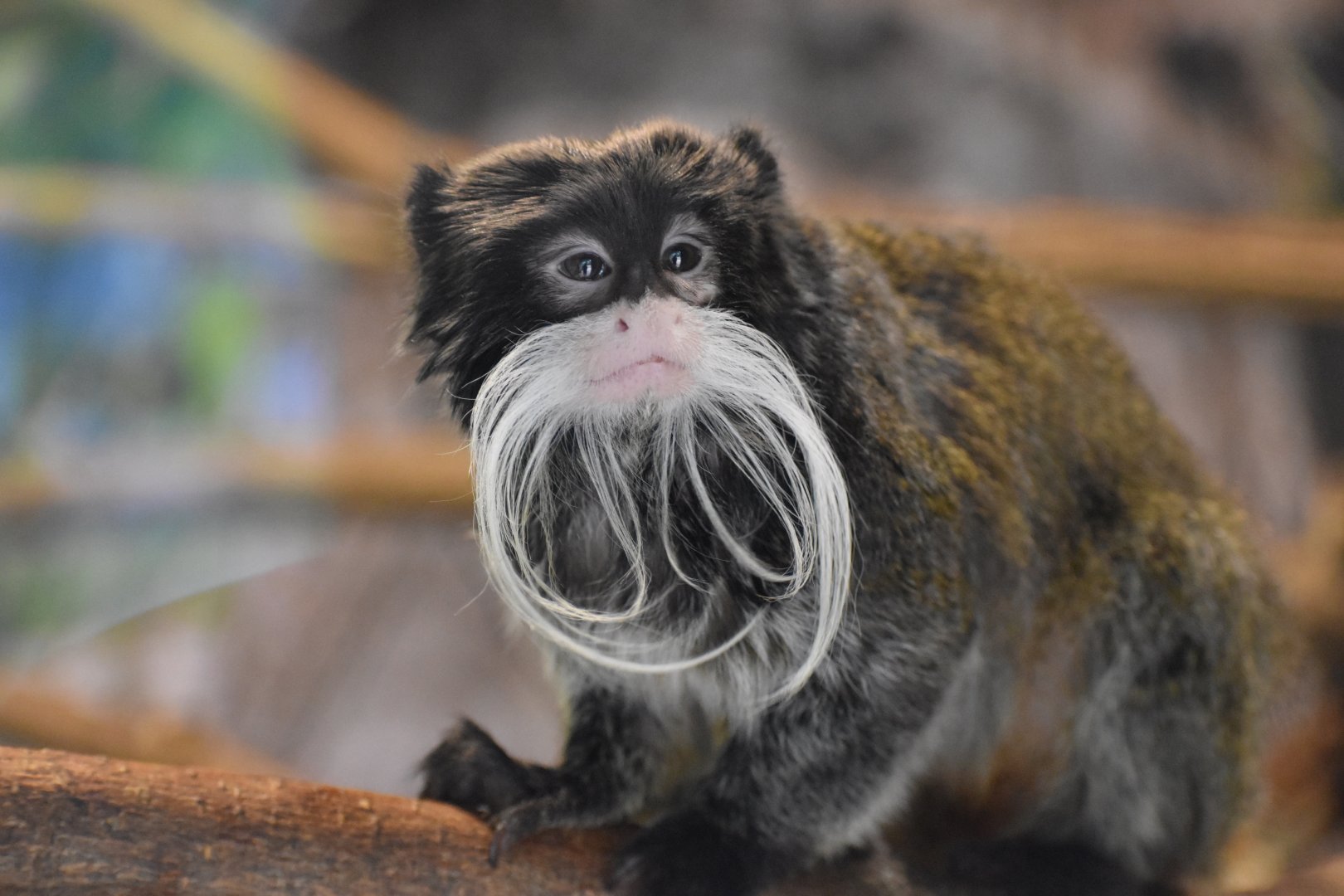 La Selva Amazonica - Emperor Tamarin
