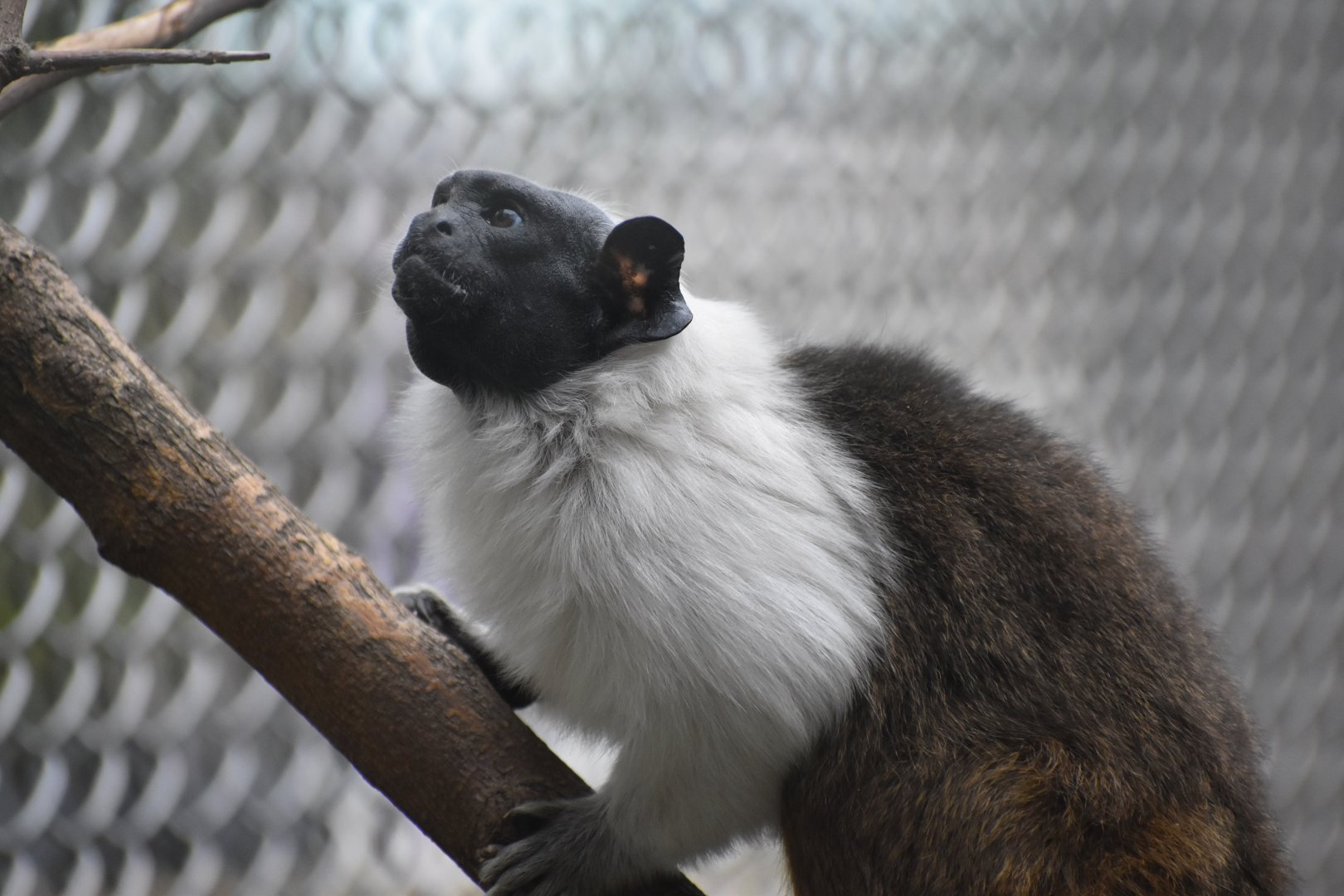 La Selva Amazonica - Pied Tamarin