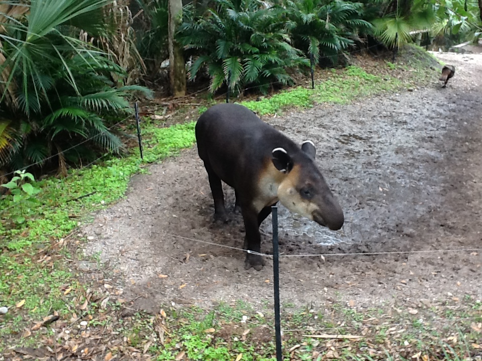 La Selva- Baird's Tapir