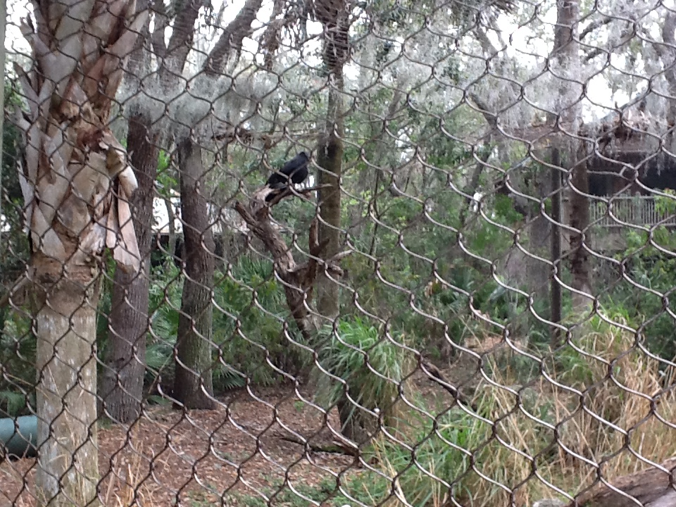 La Selva- Black Vultures