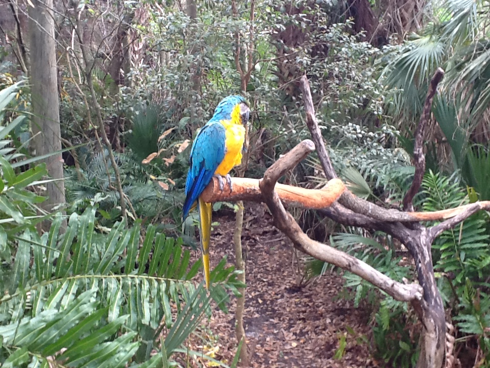 La Selva- Blue-&-Gold Macaw