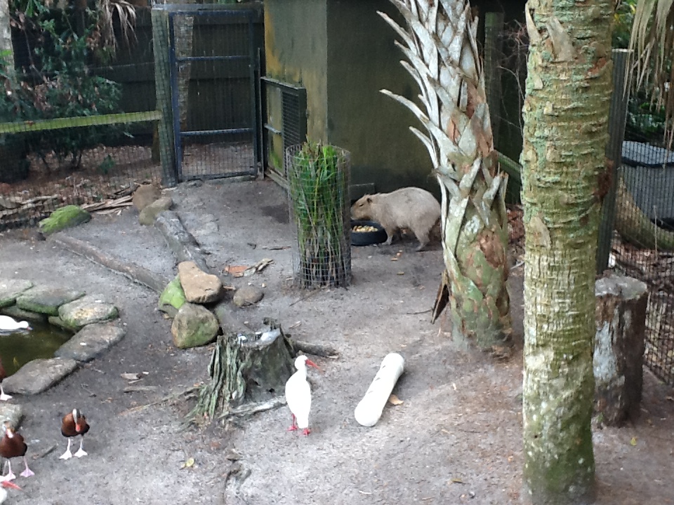 La Selva- Capybara