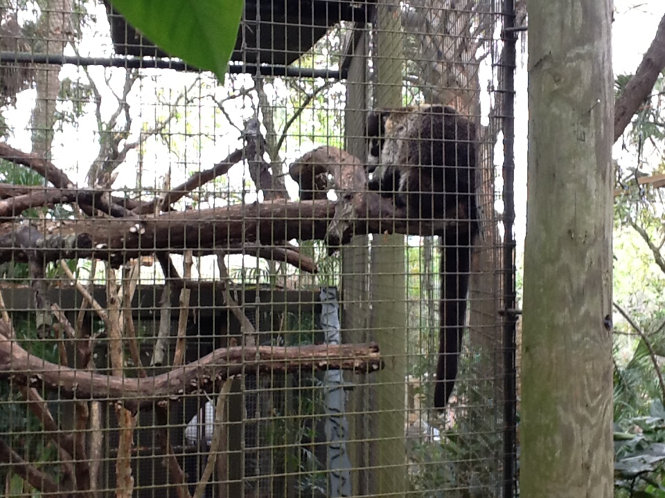 La Selva- Coatimundi