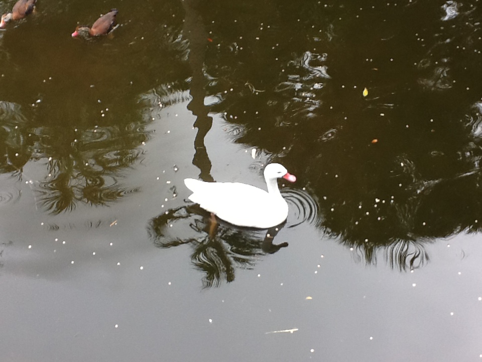 La Selva- Coscoroba Swan
