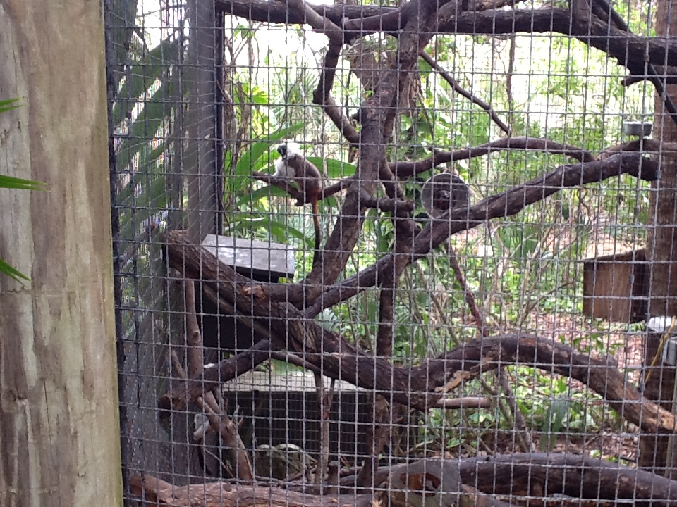 La Selva- Cottontop Tamarin