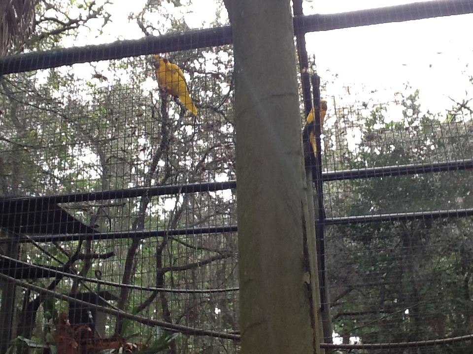 La Selva- Golden Conure