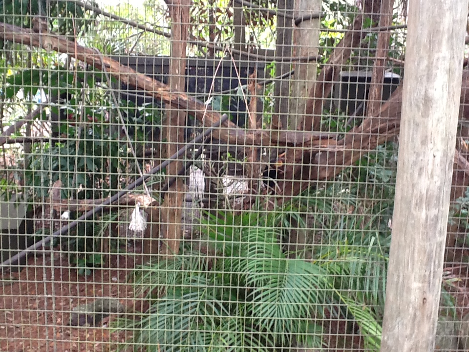 La Selva- Golden-Headed Lion Tamarin Enclosure