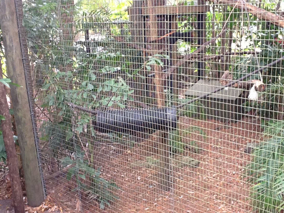 La Selva- Golden-Headed Lion Tamarin