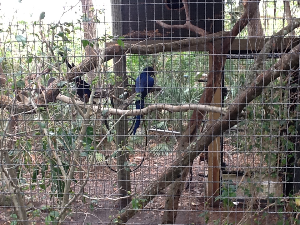 La Selva- Hyacinth Macaws
