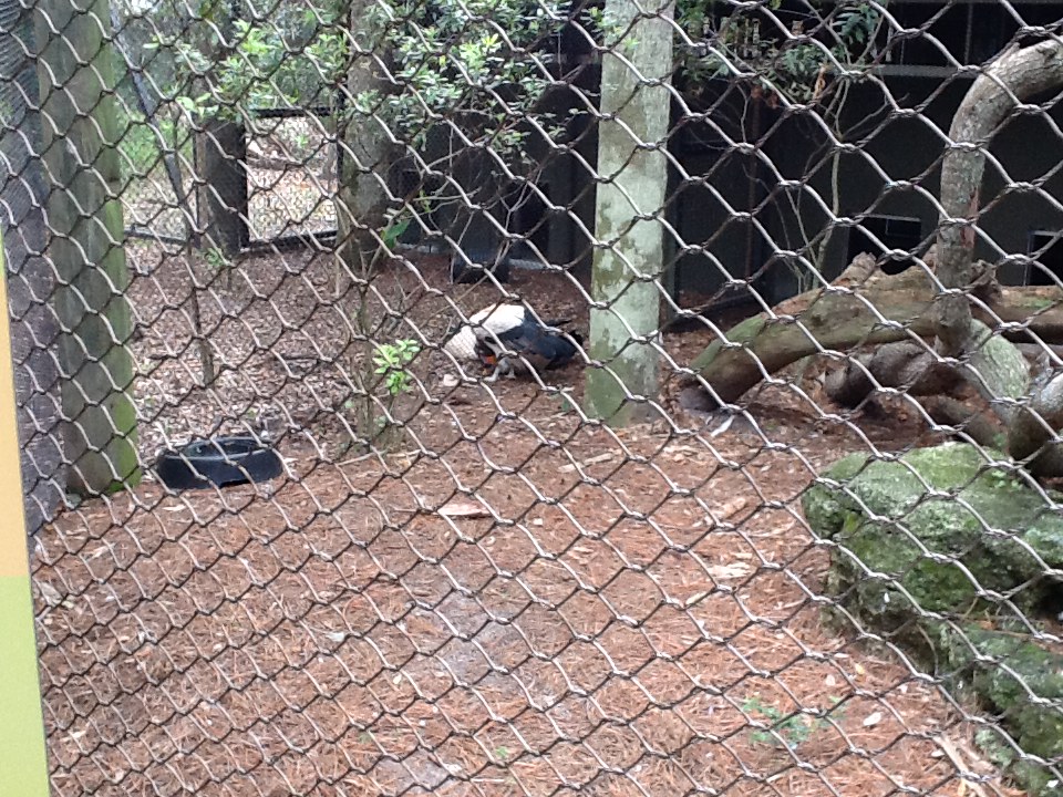 La Selva- King Vulture