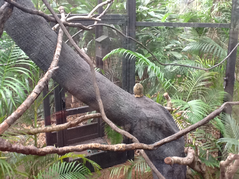 La Selva- Pygmy Marmoset