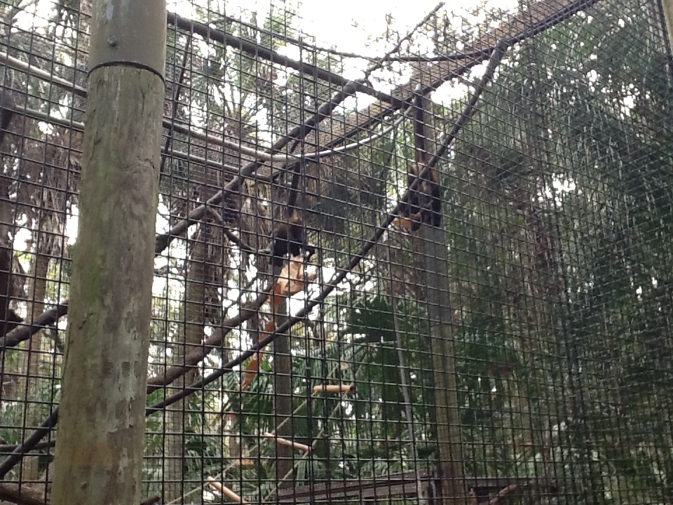 La Selva- Spider Monkeys