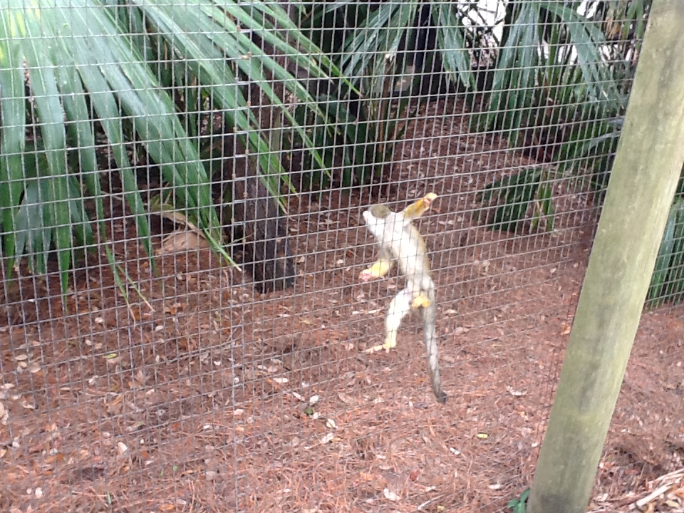 La Selva- Squirrel Monkey