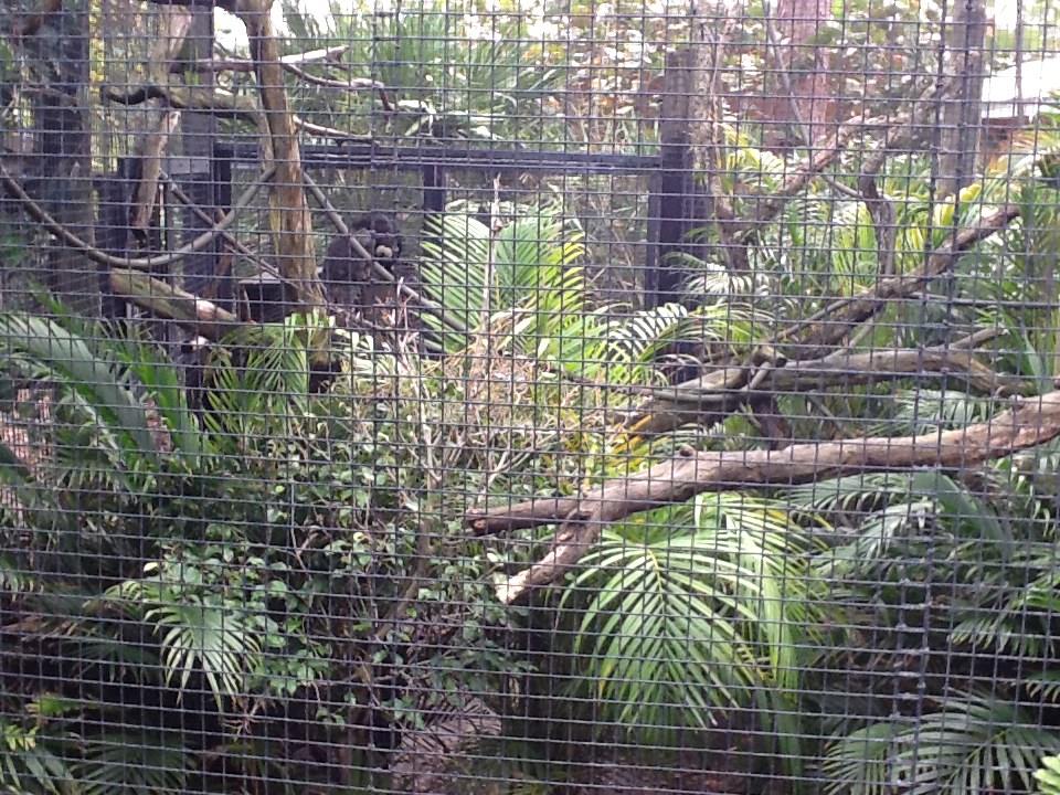La Selva- White-Faced Saki