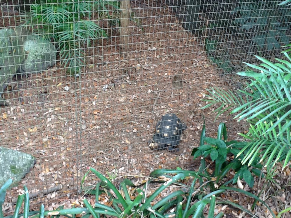 La Selva- Yellow-Footed Tortoise