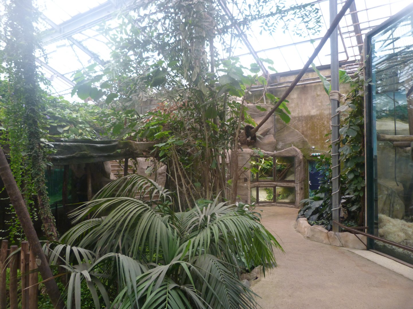 "La Serre des Gorilles" view -ZooParc de Beauval (2025)