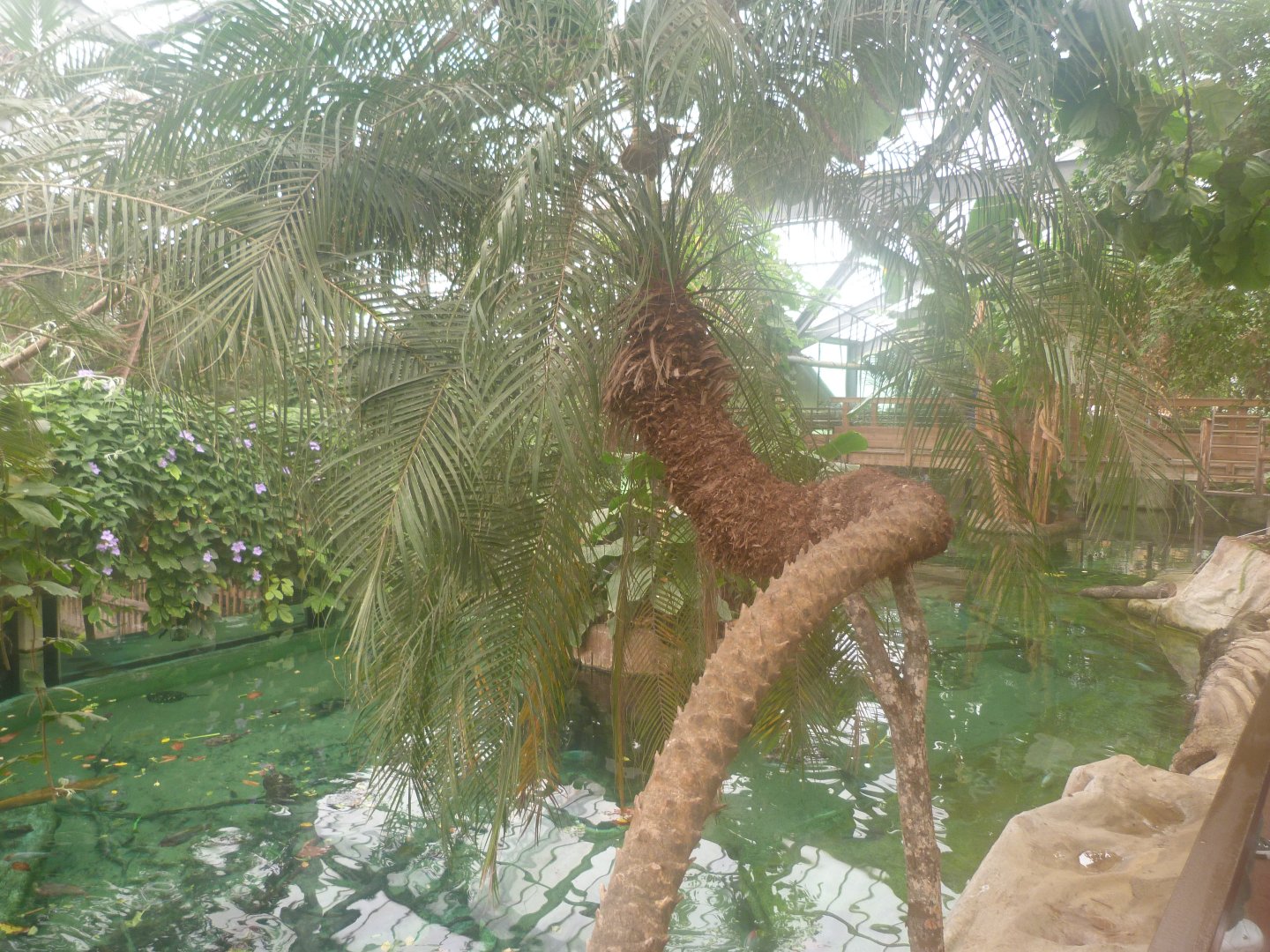 "La Serre des Gorilles" view -ZooParc de Beauval (2025)