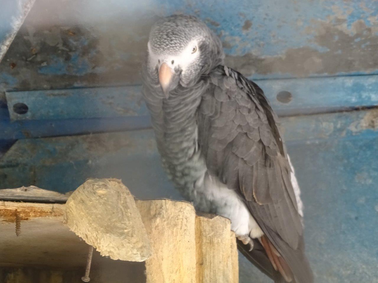 La Vallée des Oiseaux - 25/07/2016 - Timneh or Congo (ID) ?