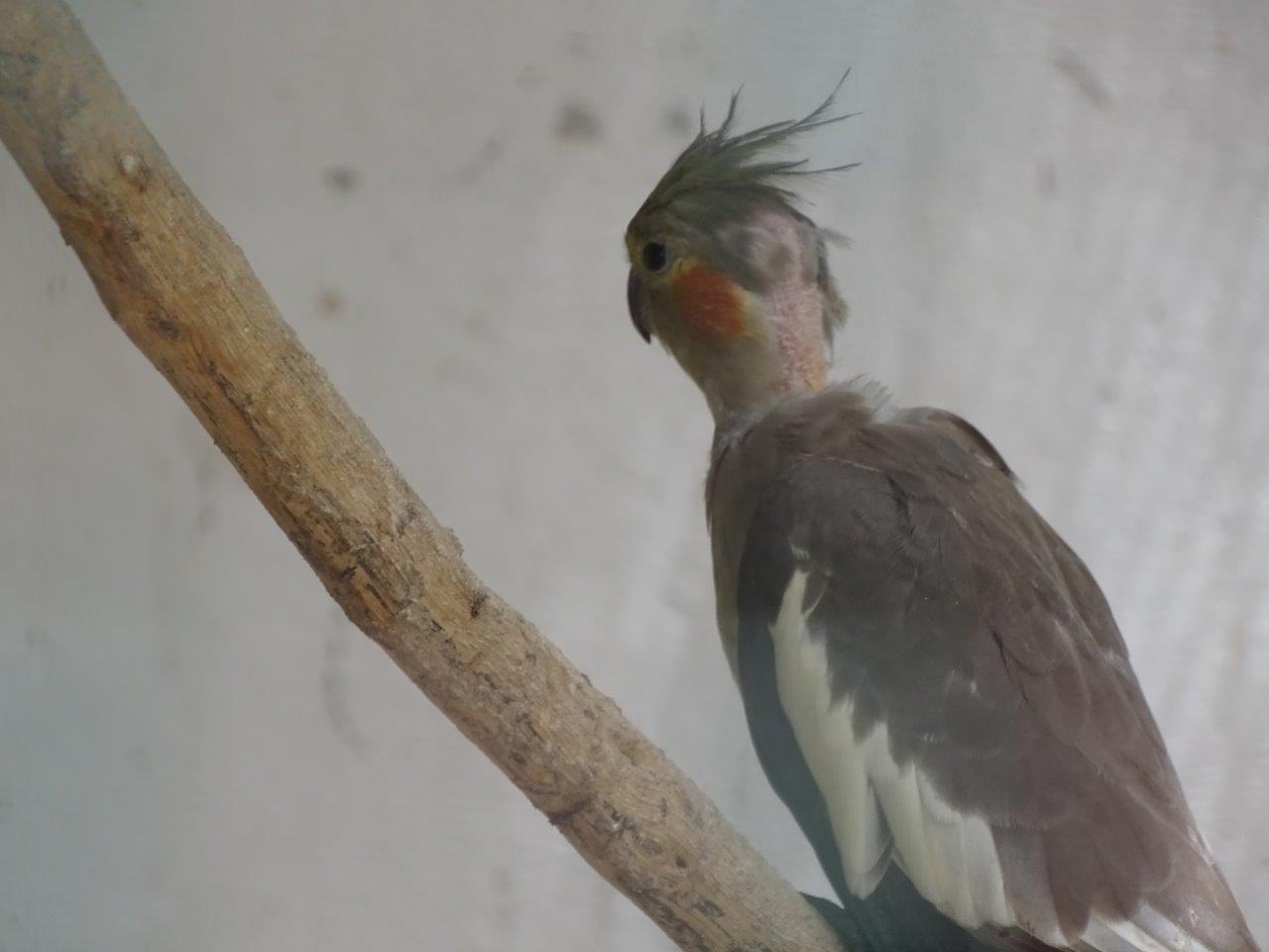 La Vallée des Oiseaux - 25/07/2016