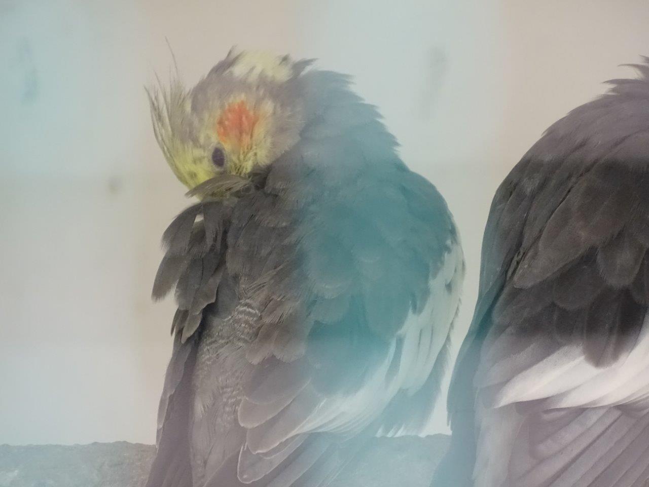 La Vallée des Oiseaux - 25/07/2016