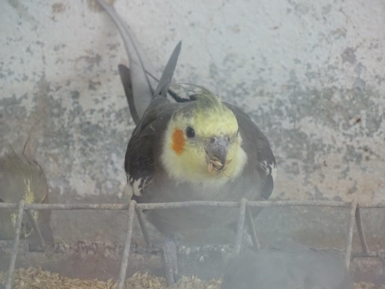 La Vallée des Oiseaux - 25/07/2016