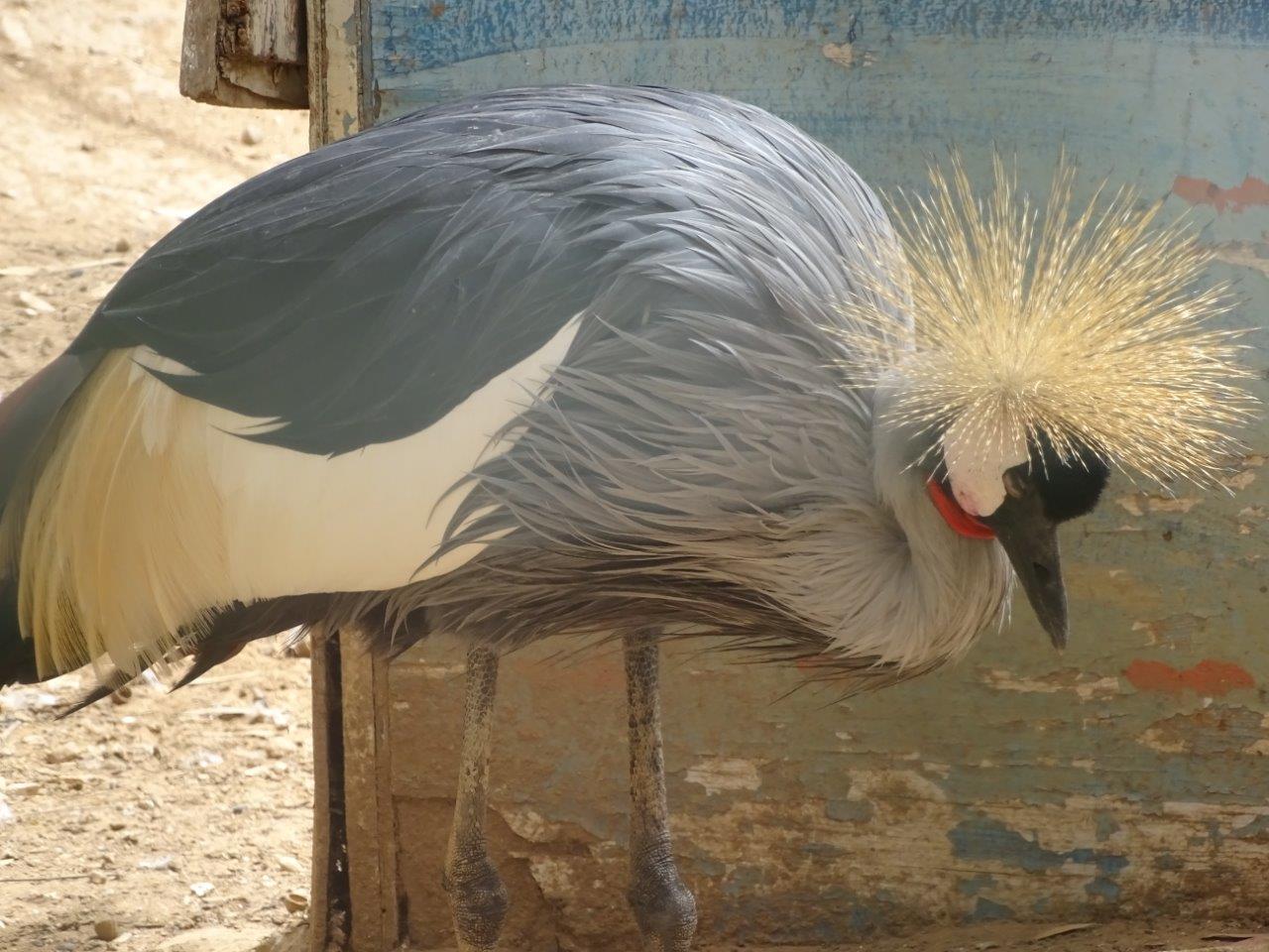 La Vallée des Oiseaux - 25/07/2016