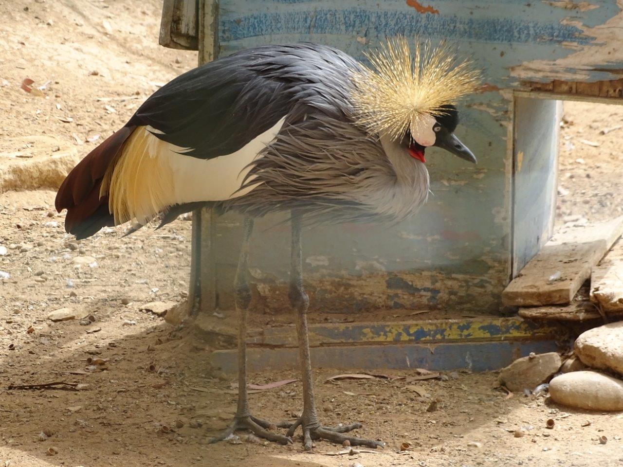La Vallée des Oiseaux - 25/07/2016