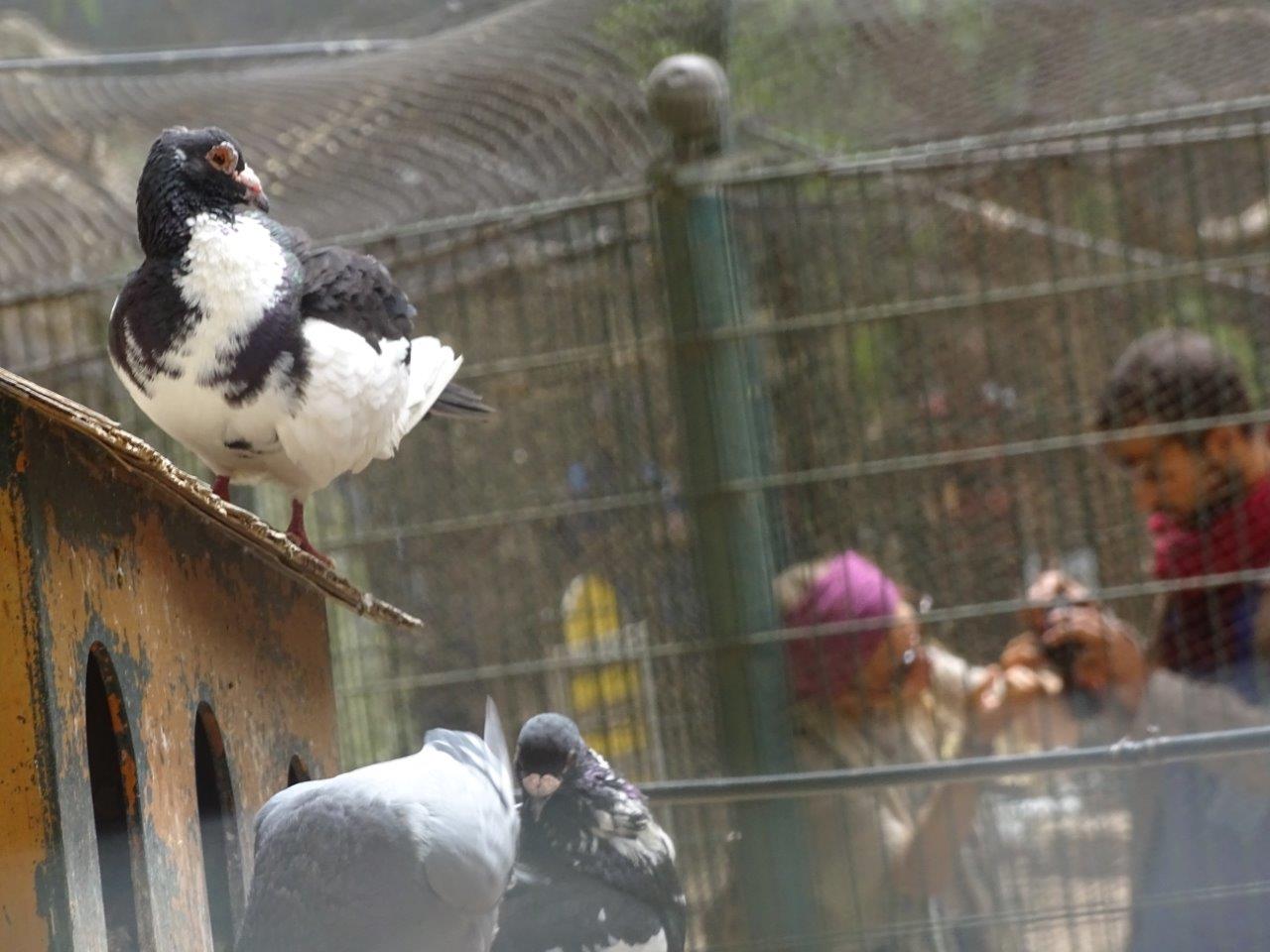 La Vallée des Oiseaux - 25/07/2016