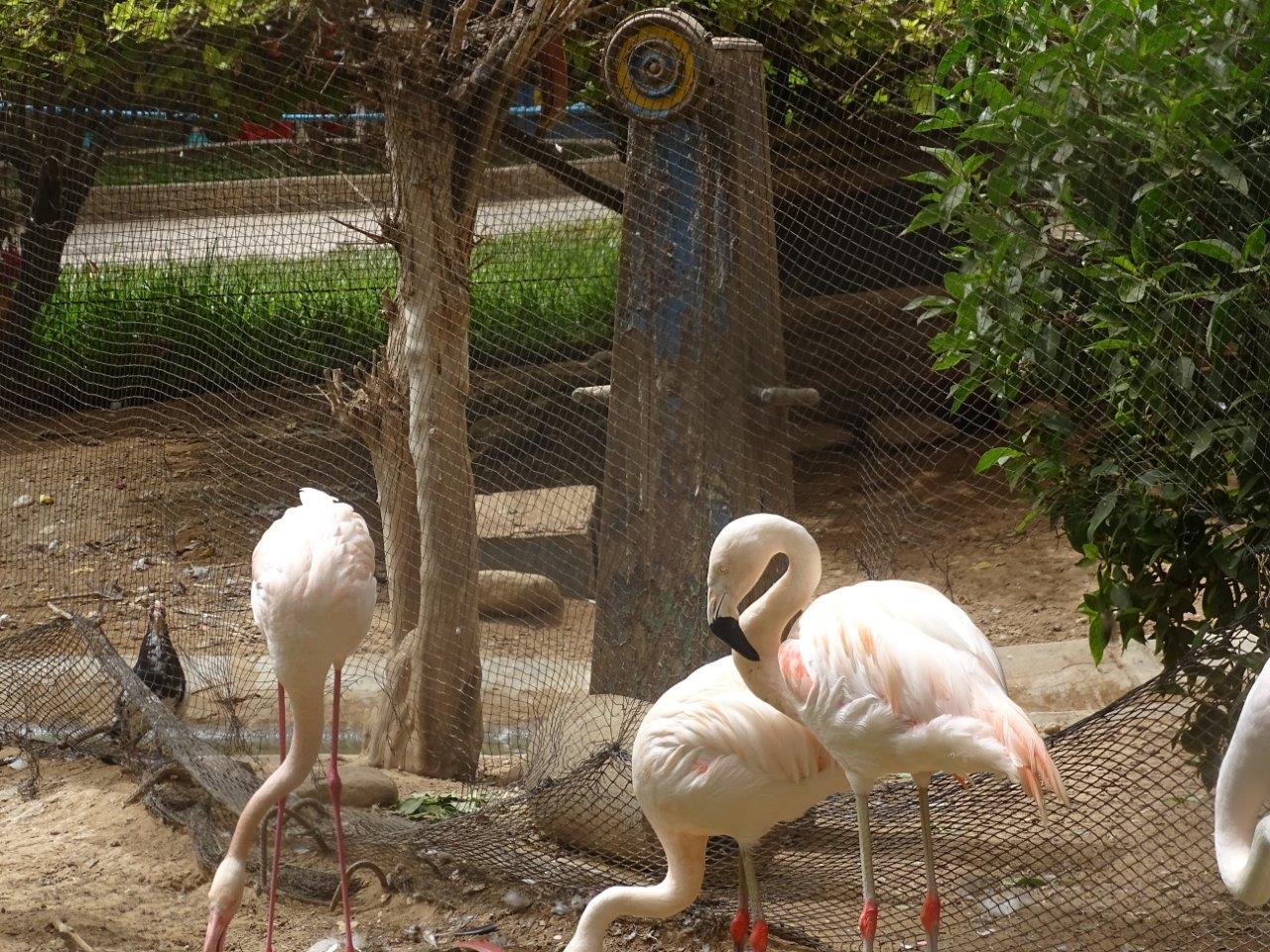 La Vallée des Oiseaux - 25/07/2016