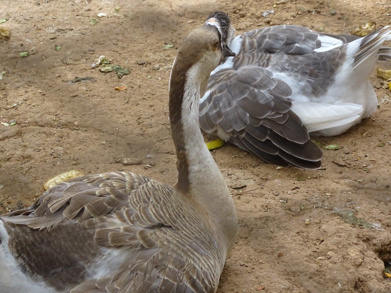 La Vallée des Oiseaux - 25/07/2016