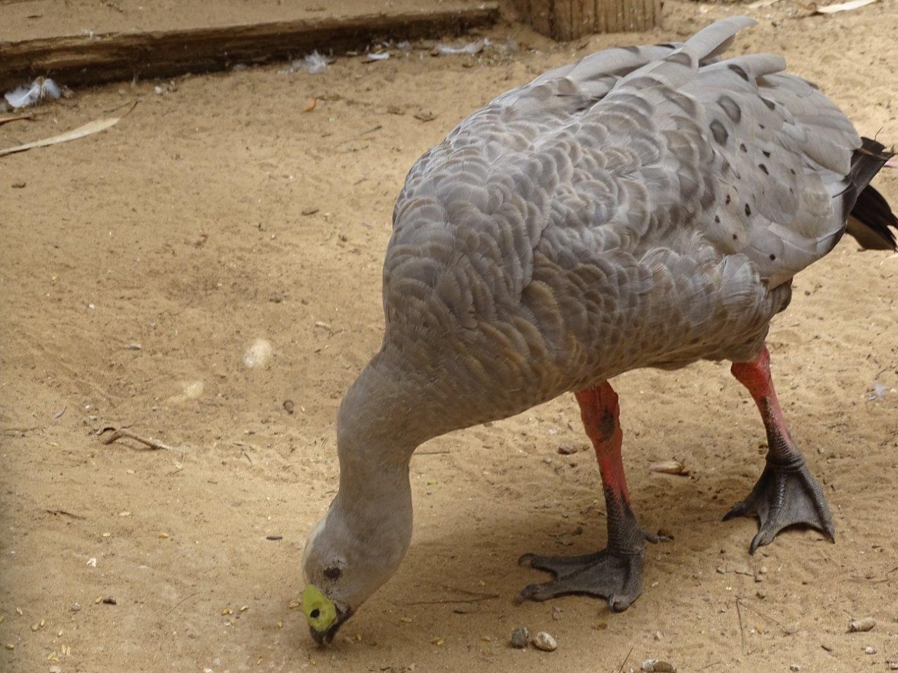 La Vallée des Oiseaux - 25/07/2016