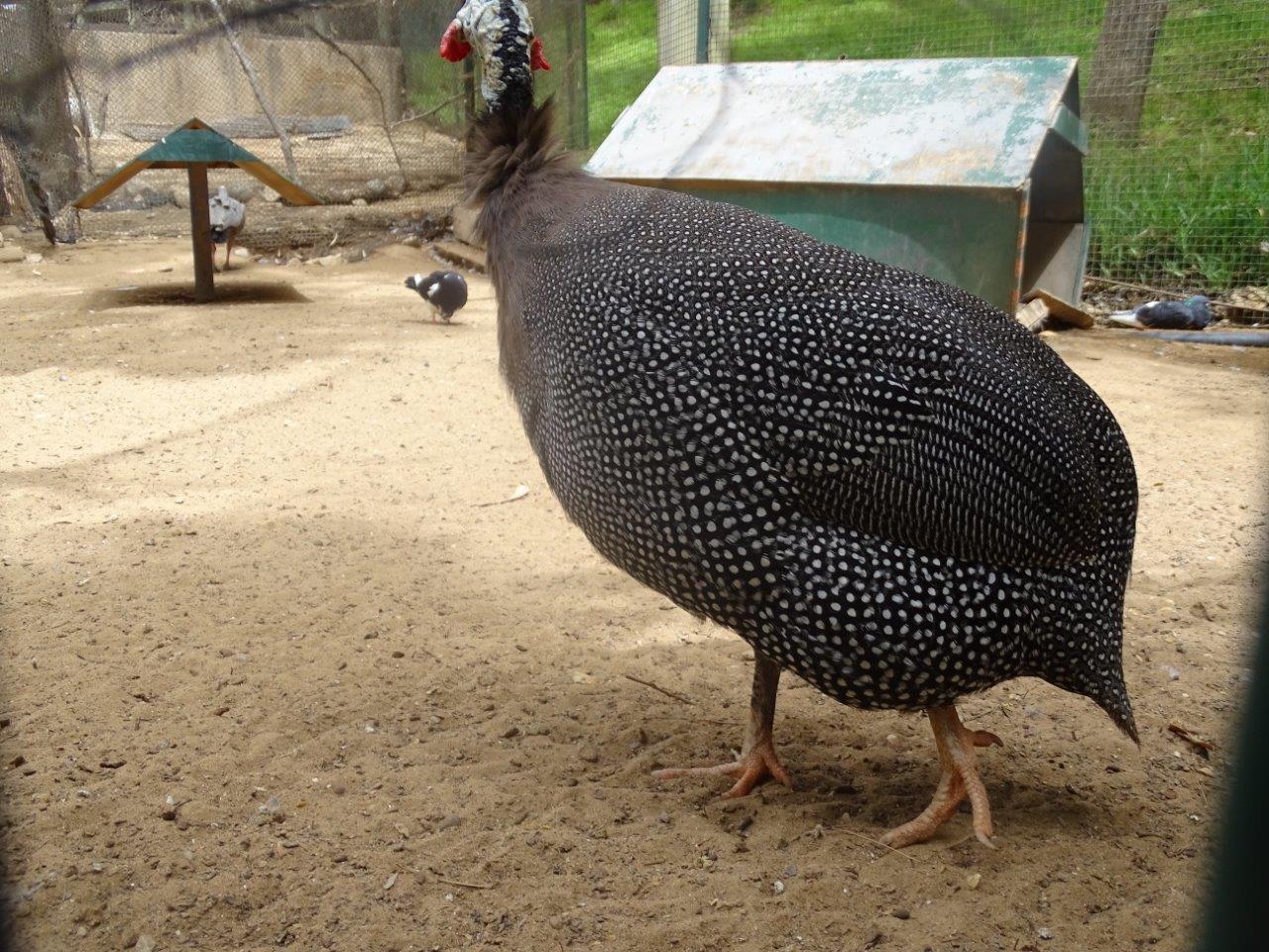 La Vallée des Oiseaux - 25/07/2016