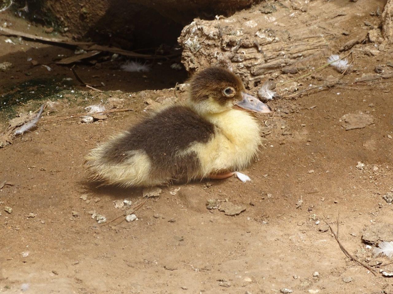 La Vallée des Oiseaux - 25/07/2016
