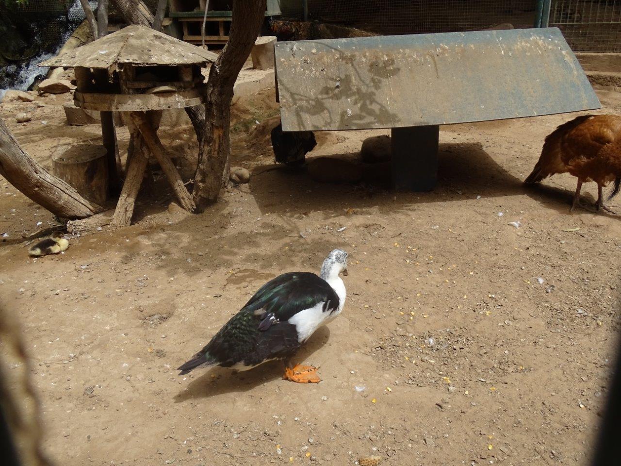 La Vallée des Oiseaux - 25/07/2016