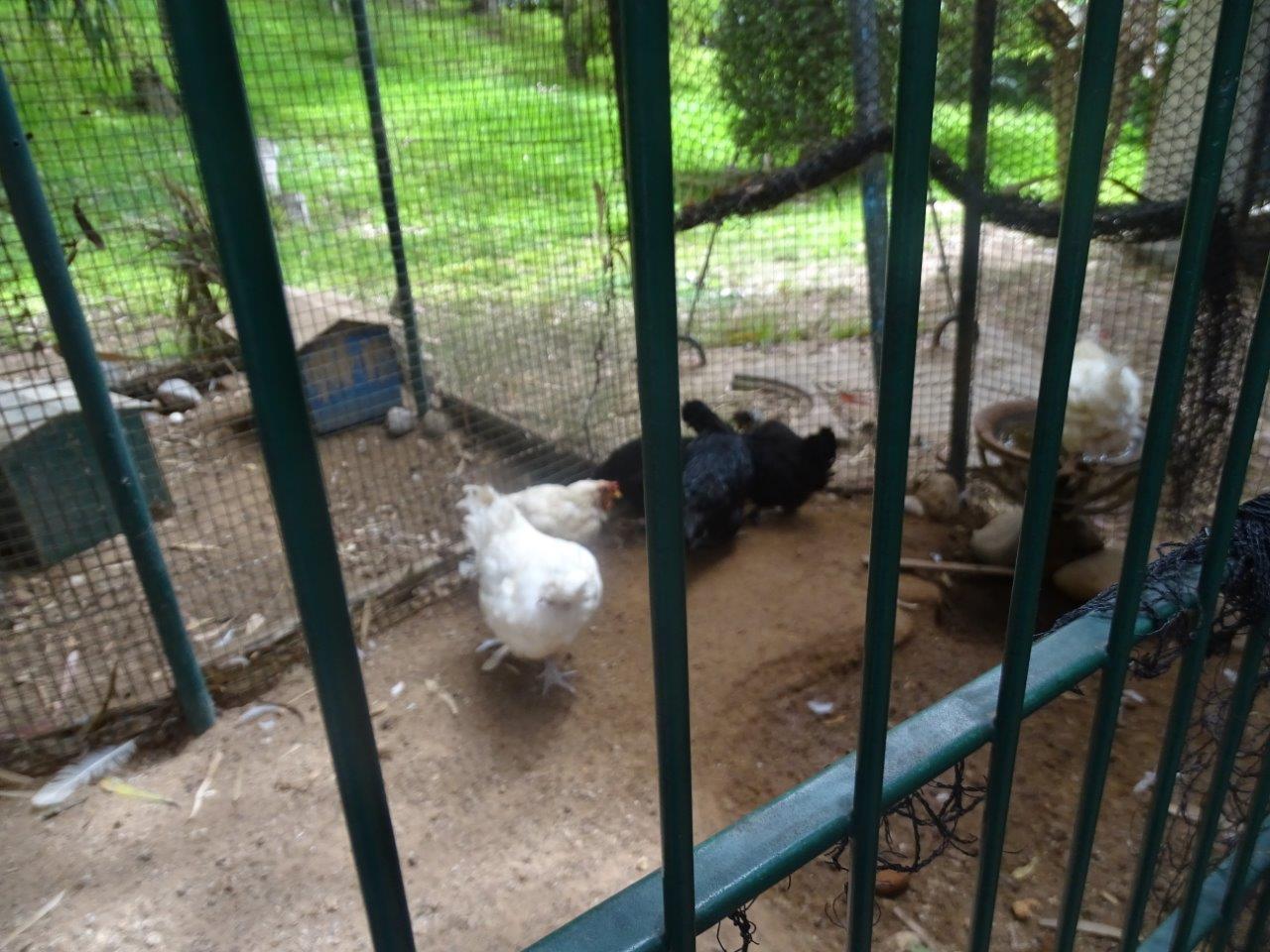 La Vallée des Oiseaux - 25/07/2016