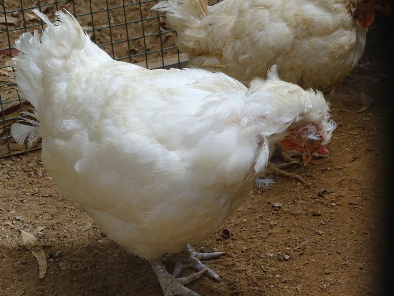 La Vallée des Oiseaux - 25/07/2016