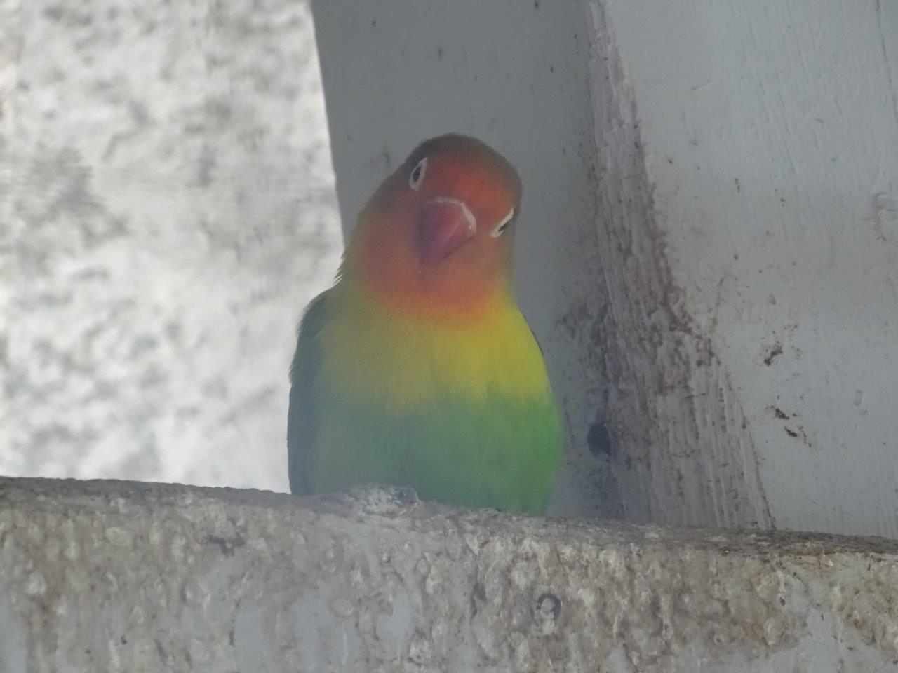 La Vallée des Oiseaux - 25/07/2016