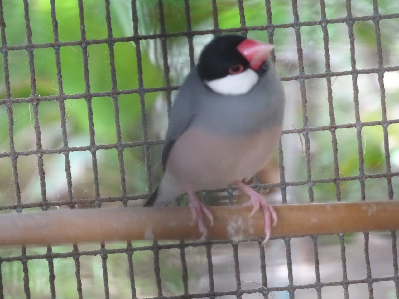 La Vallée des Oiseaux - 25/07/2016