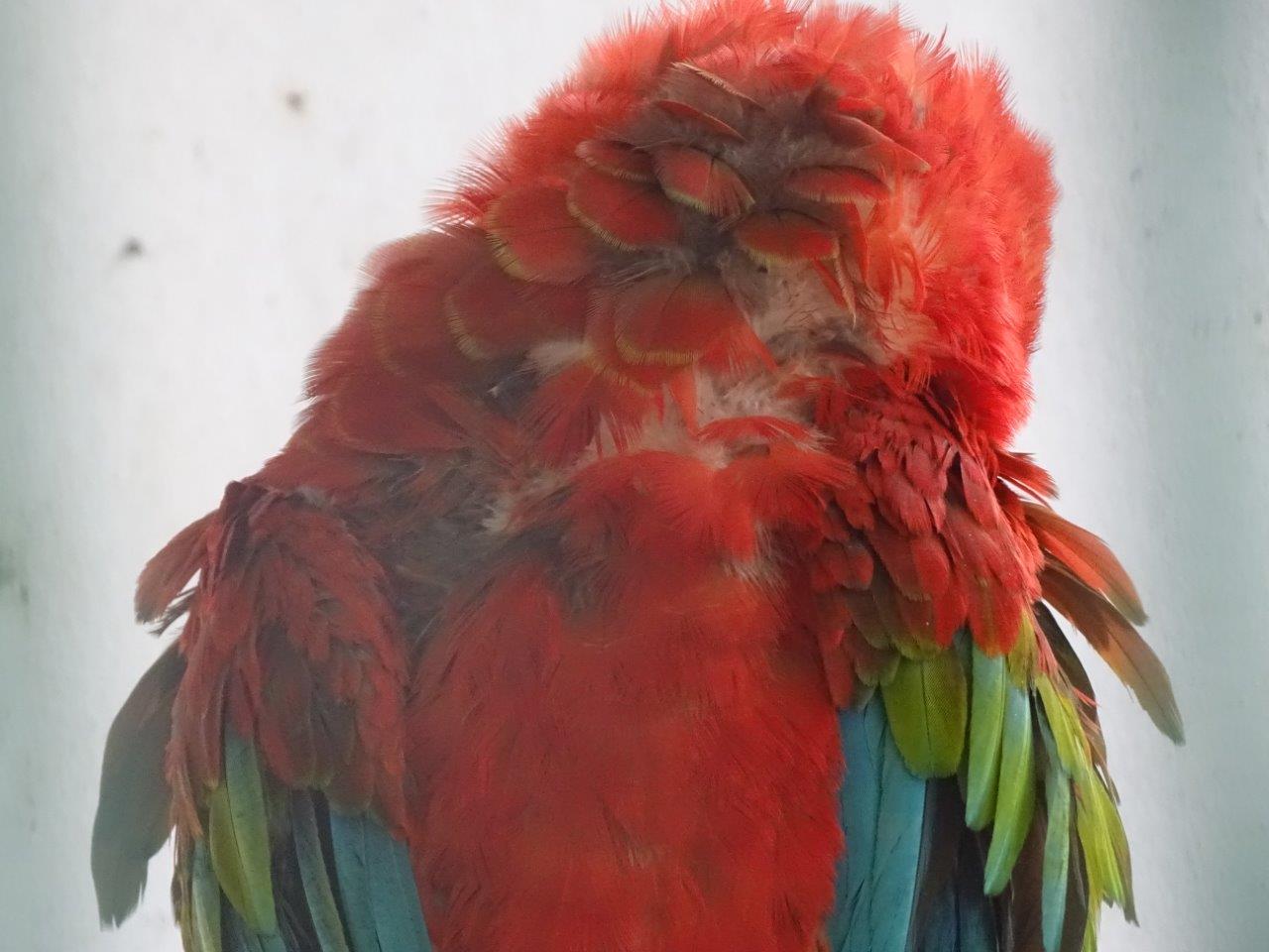 La Vallée des Oiseaux - 25/07/2016