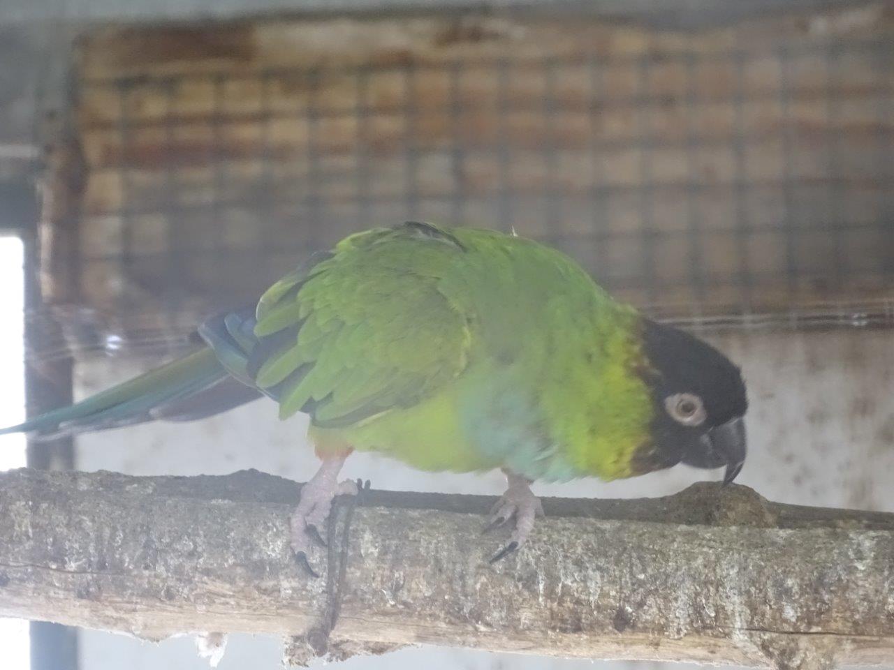 La Vallée des Oiseaux - 25/07/2016